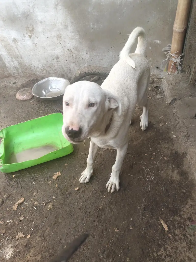 bully gultair home breed — photo 9