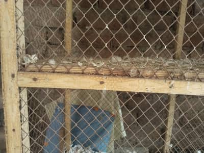 hens wood cage