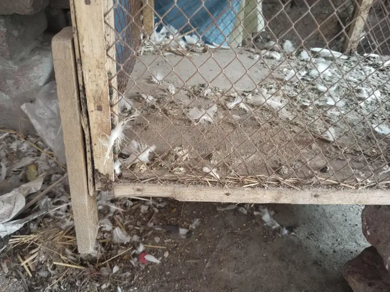 hens wood cage — photo 2