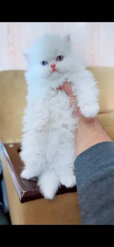 Persian kittens whatapp//0320 //7093//727