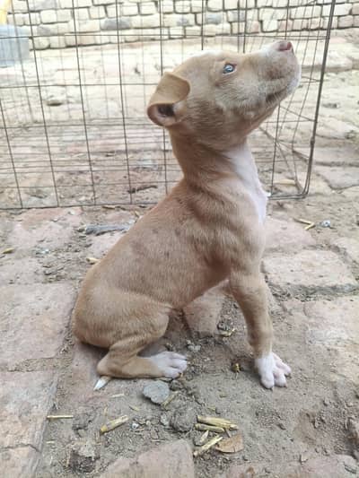 PURE GULTEAR FEMALE FOR SELL