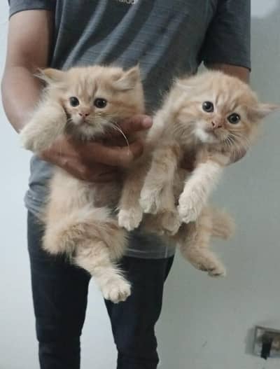 2 persian kittens available
