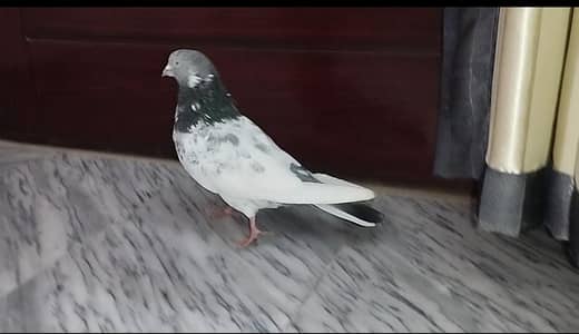 breeder pair