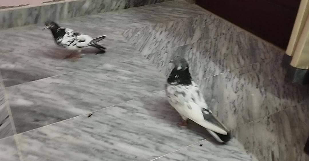 breeder pair 2