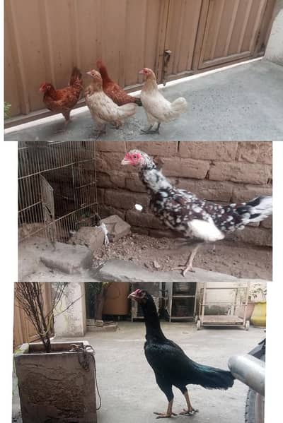 Aseel lassani madi or Desi hens