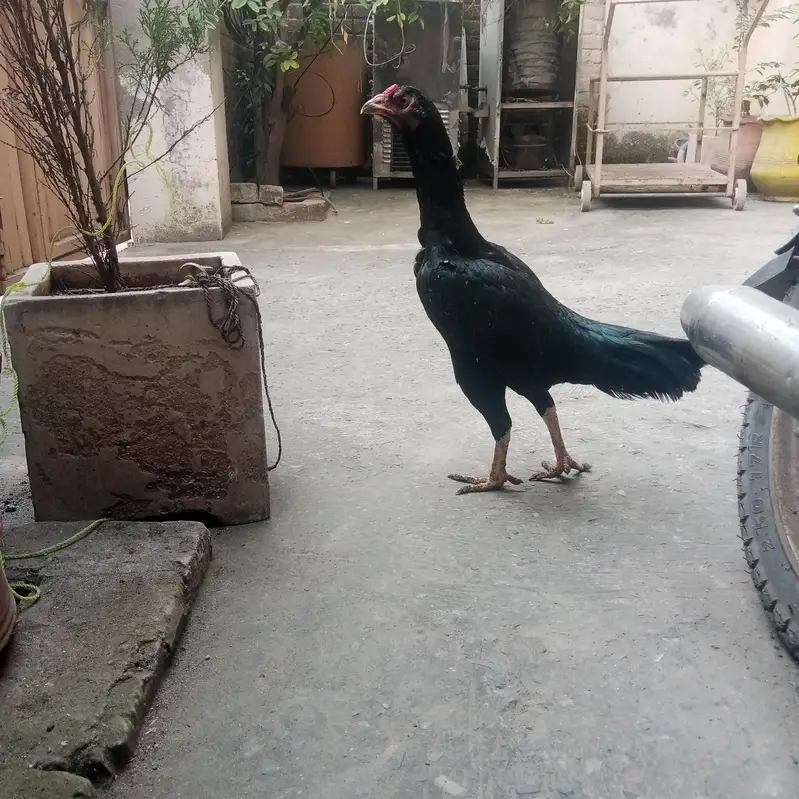 Aseel lassani madi or Desi hens — photo 2