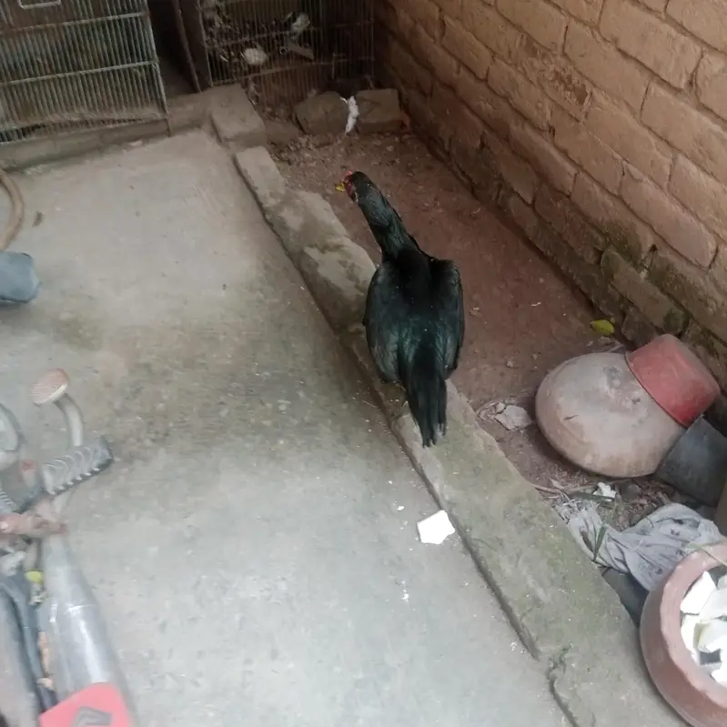 Aseel lassani madi or Desi hens — photo 3
