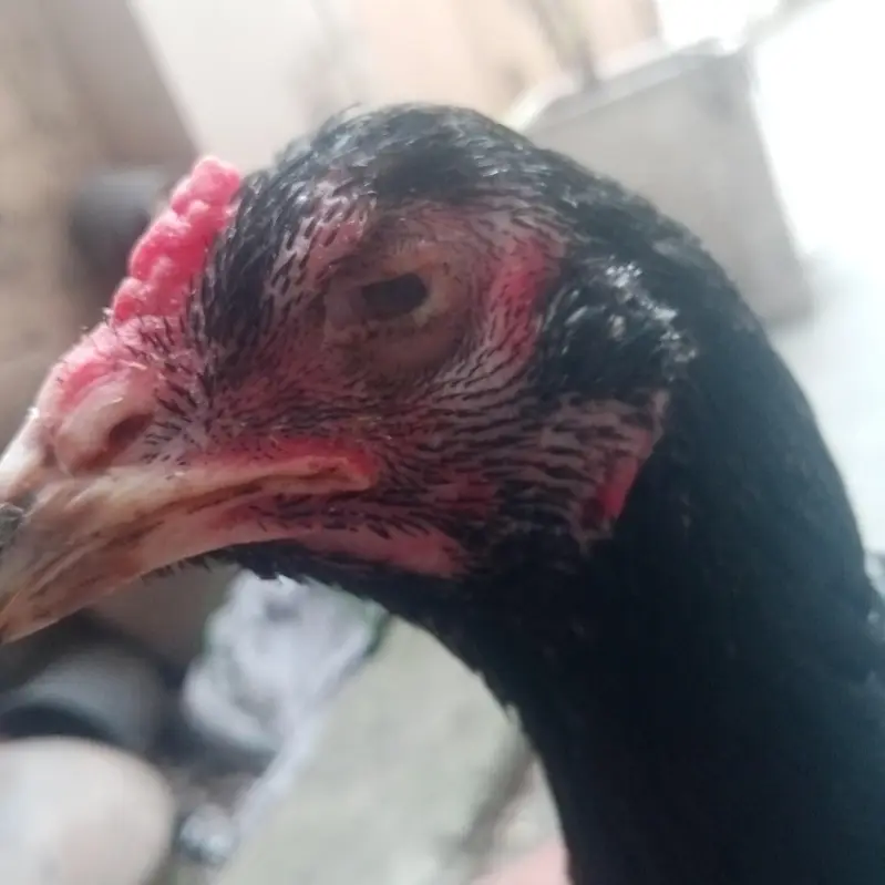 Aseel lassani madi or Desi hens — photo 4