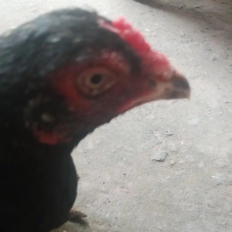 Aseel lassani madi or Desi hens — photo 5