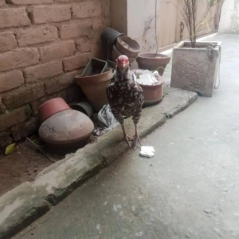 Aseel lassani madi or Desi hens — photo 6