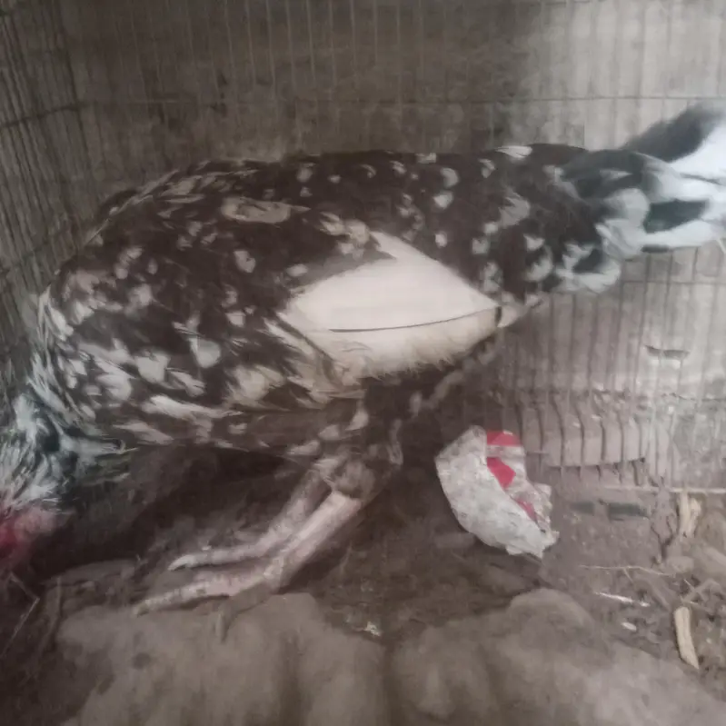 Aseel lassani madi or Desi hens — photo 7