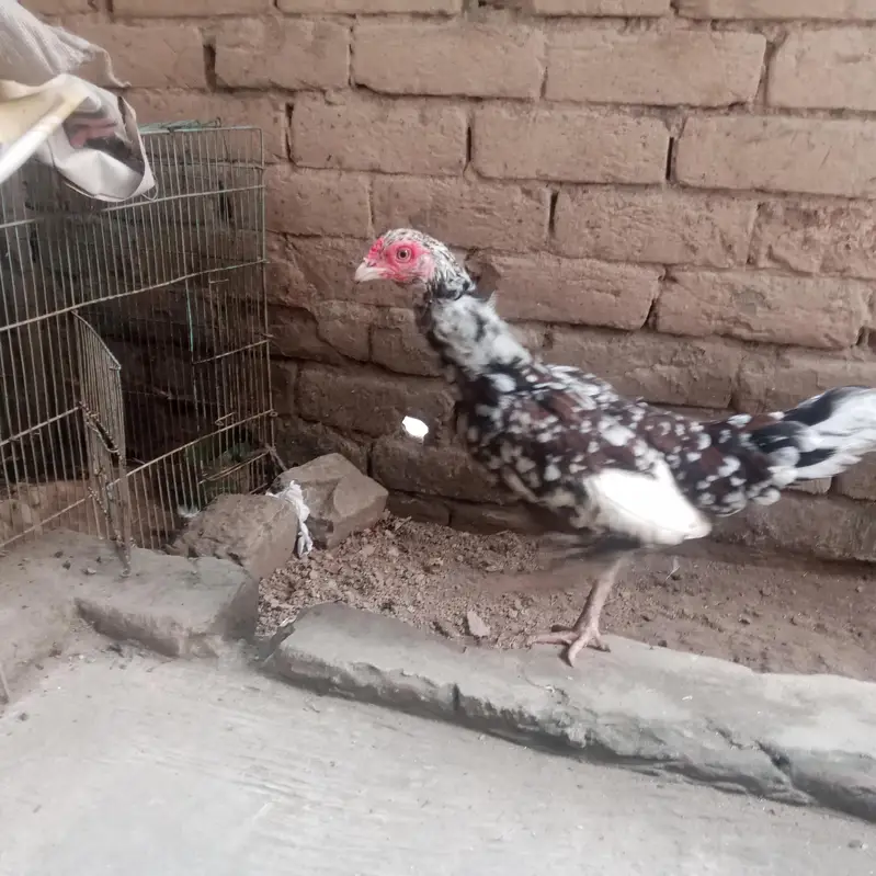 Aseel lassani madi or Desi hens — photo 8