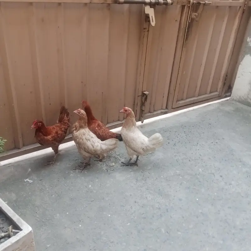 Aseel lassani madi or Desi hens — photo 9