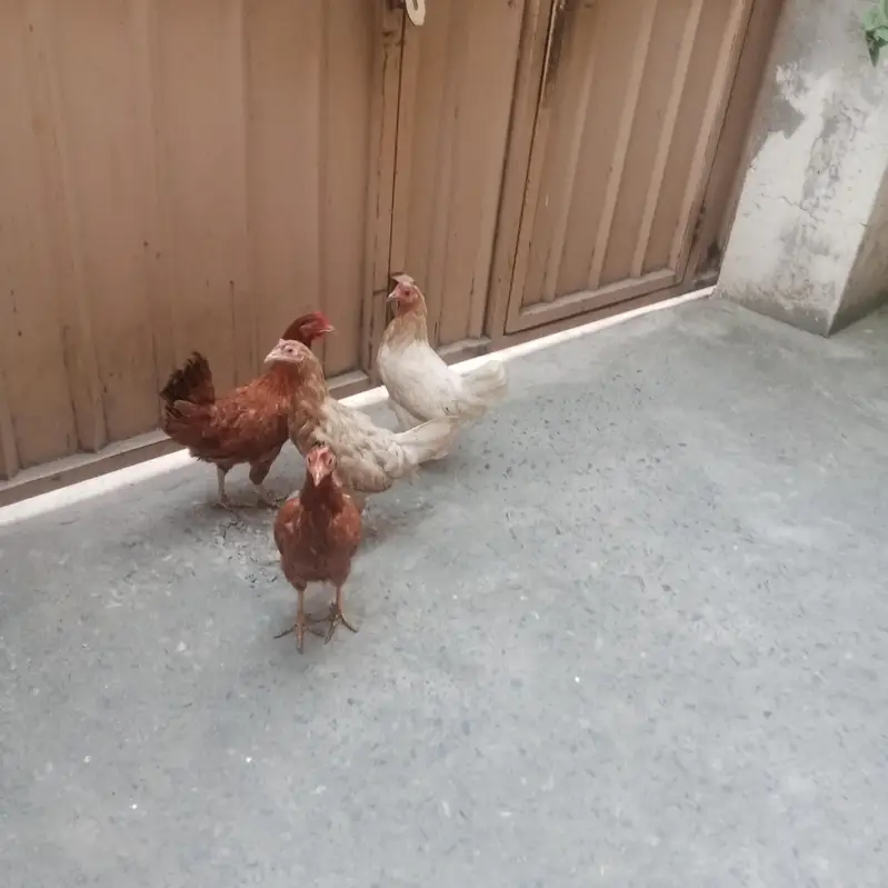 Aseel lassani madi or Desi hens — photo 11