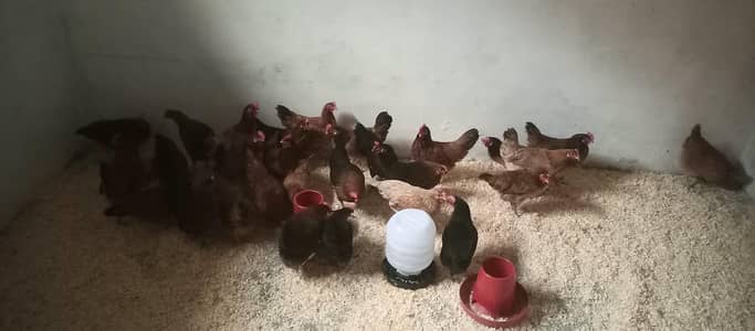 bohot acha morghe ha