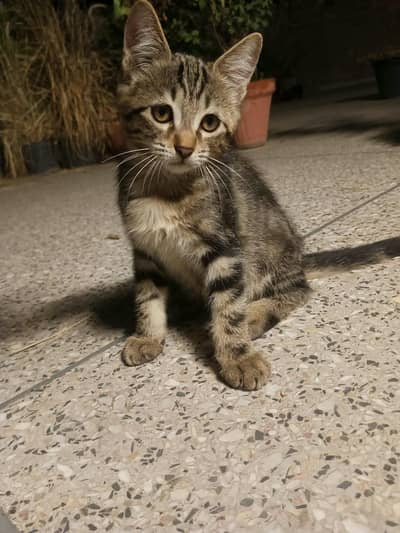 Kittens for Adoption