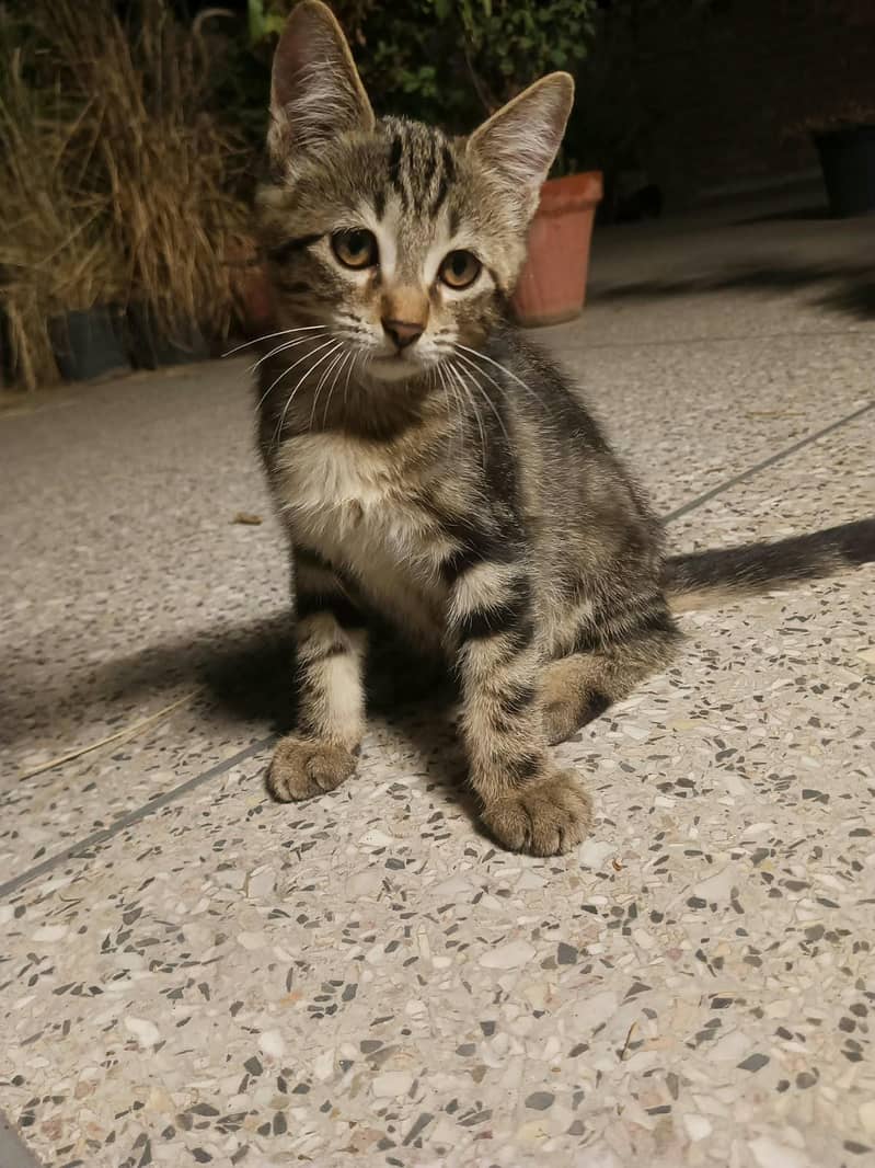 Kittens for Adoption 0