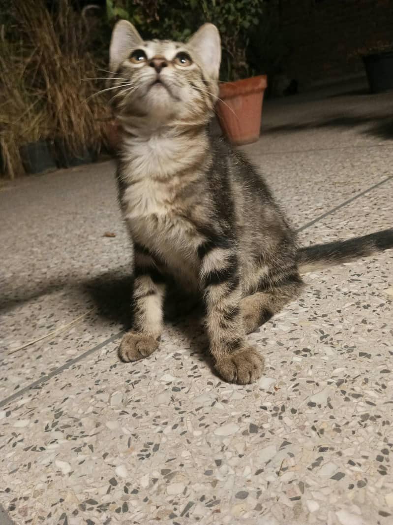 Kittens for Adoption 1