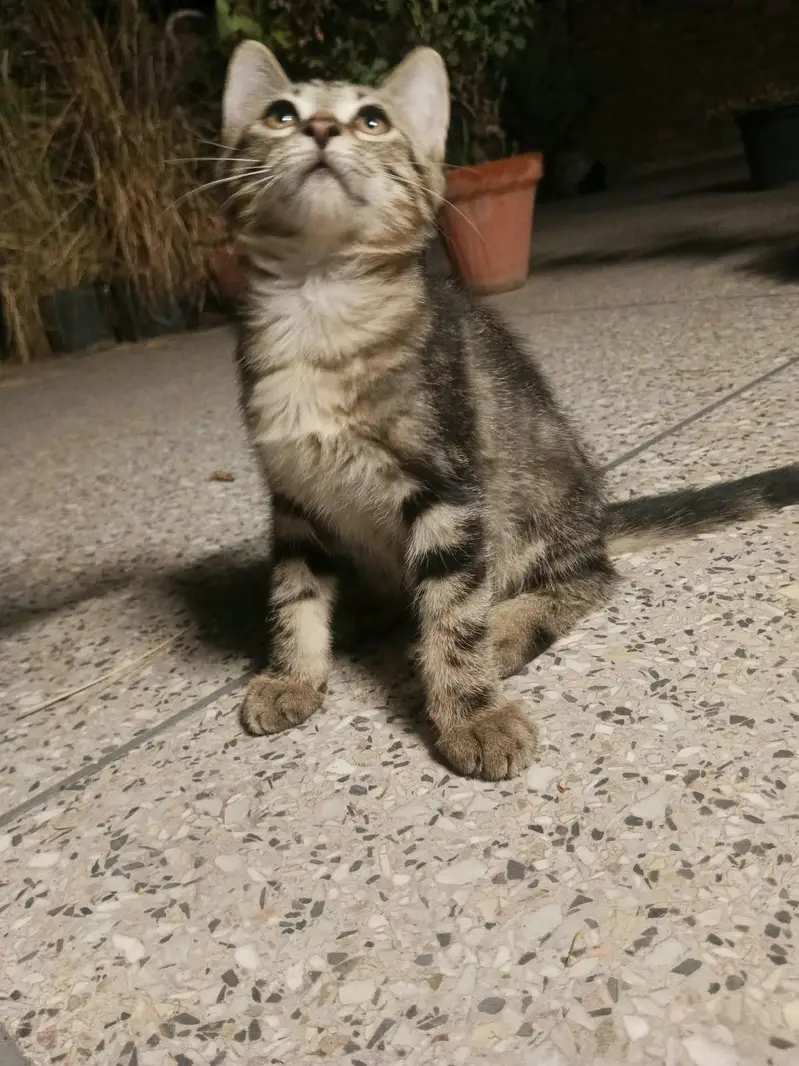 Kittens for Adoption — photo 2