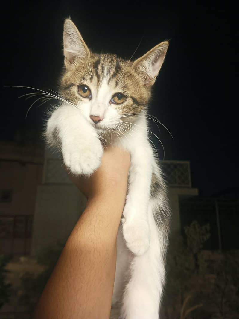 Kittens for Adoption 2