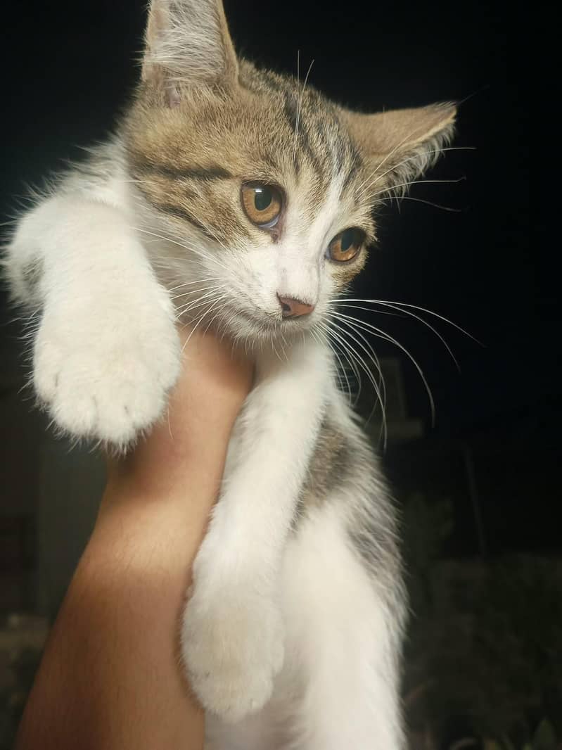 Kittens for Adoption 3