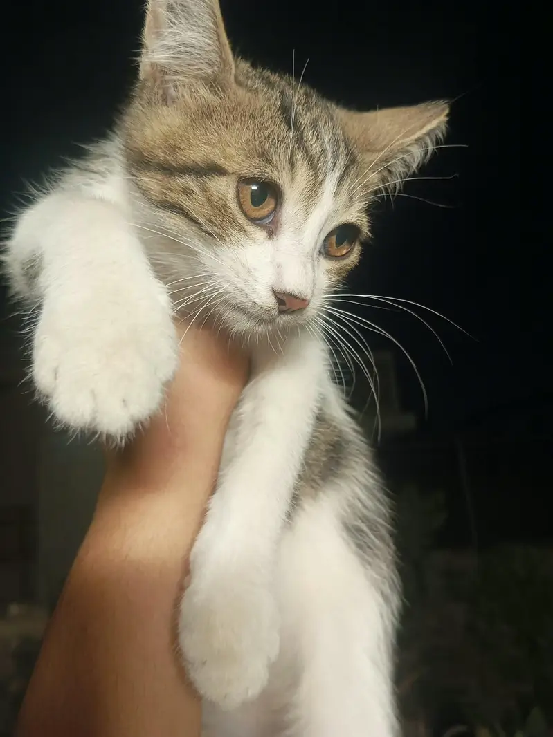 Kittens for Adoption — photo 4