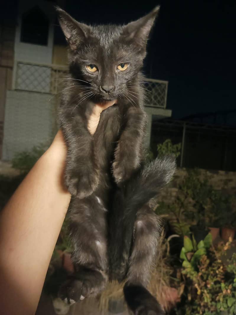 Kittens for Adoption 4