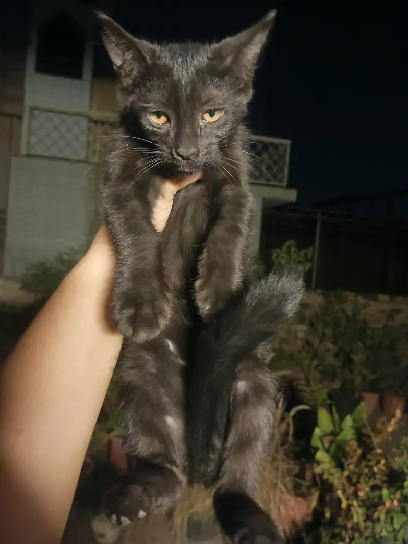 Kittens for Adoption — photo 5