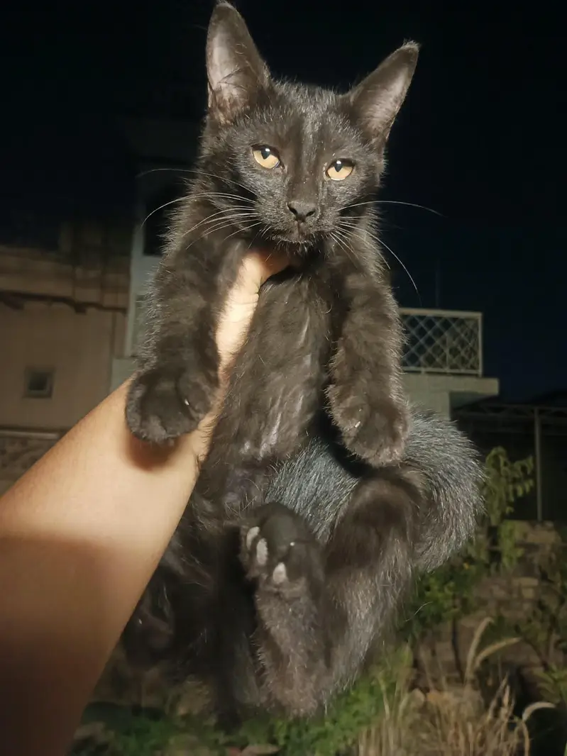 Kittens for Adoption — photo 6