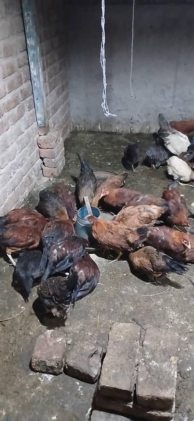 desi murgian for sale