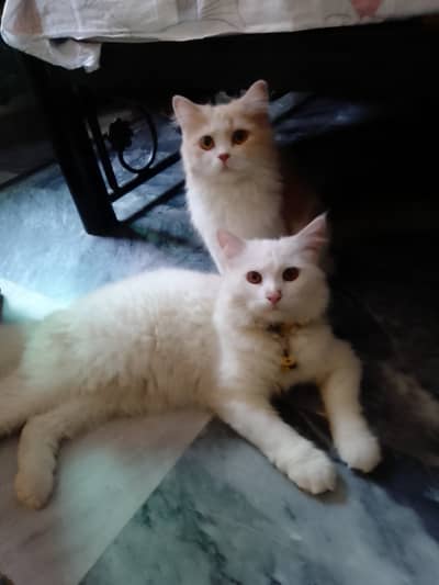 Cats pair for sale