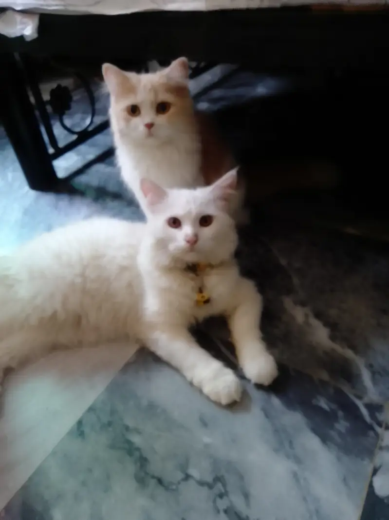 Cats pair for sale — photo 2