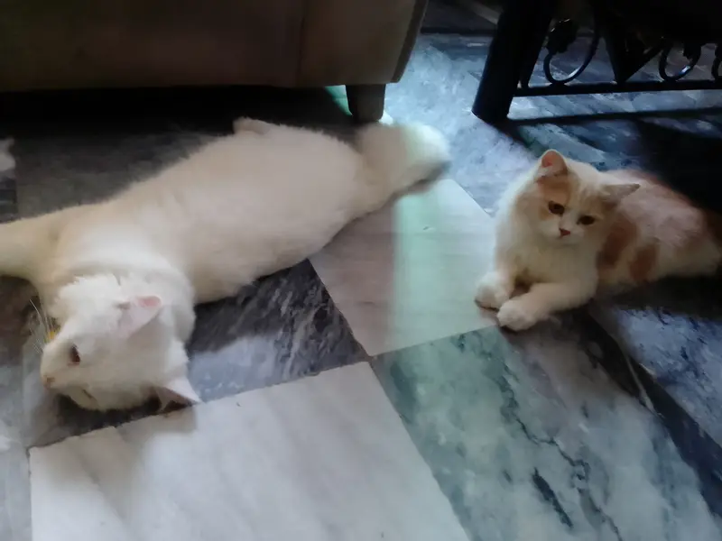 Cats pair for sale — photo 3