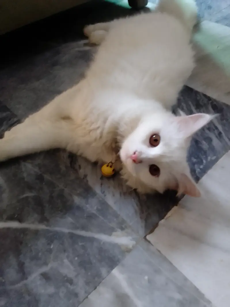 Cats pair for sale — photo 4