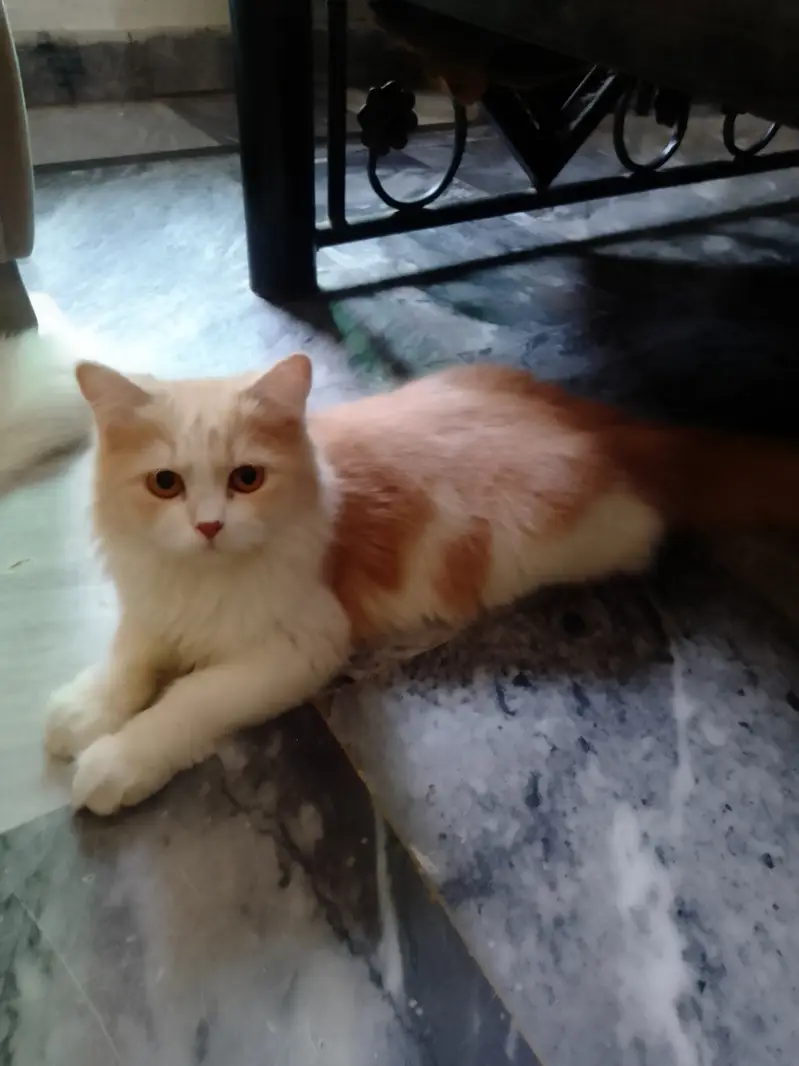 Cats pair for sale — photo 6
