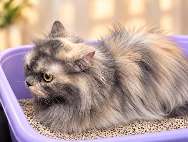 Persian cat 4
