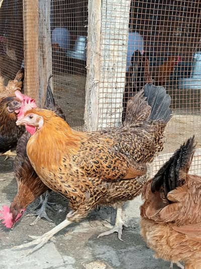Golden Misri || Desi hens || Golden Misri Anday || Hens For Sale