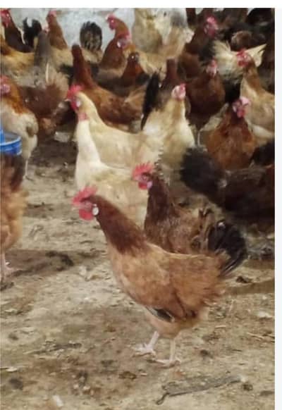 desi Murgi egg laying starter murgi