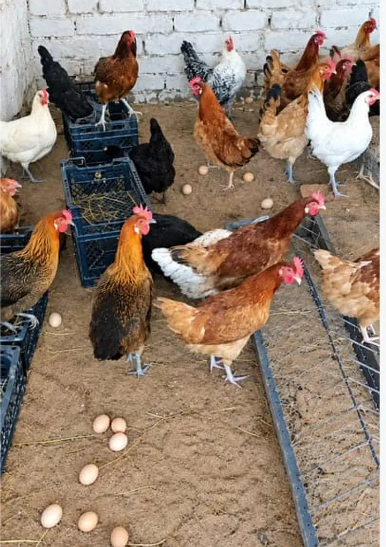 desi Murgi egg laying starter murgi — photo 2
