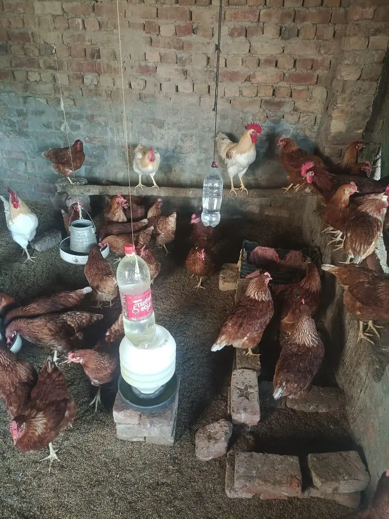 desi Murgi egg laying starter murgi — photo 3