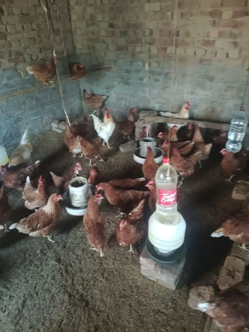 desi Murgi egg laying starter murgi — photo 4