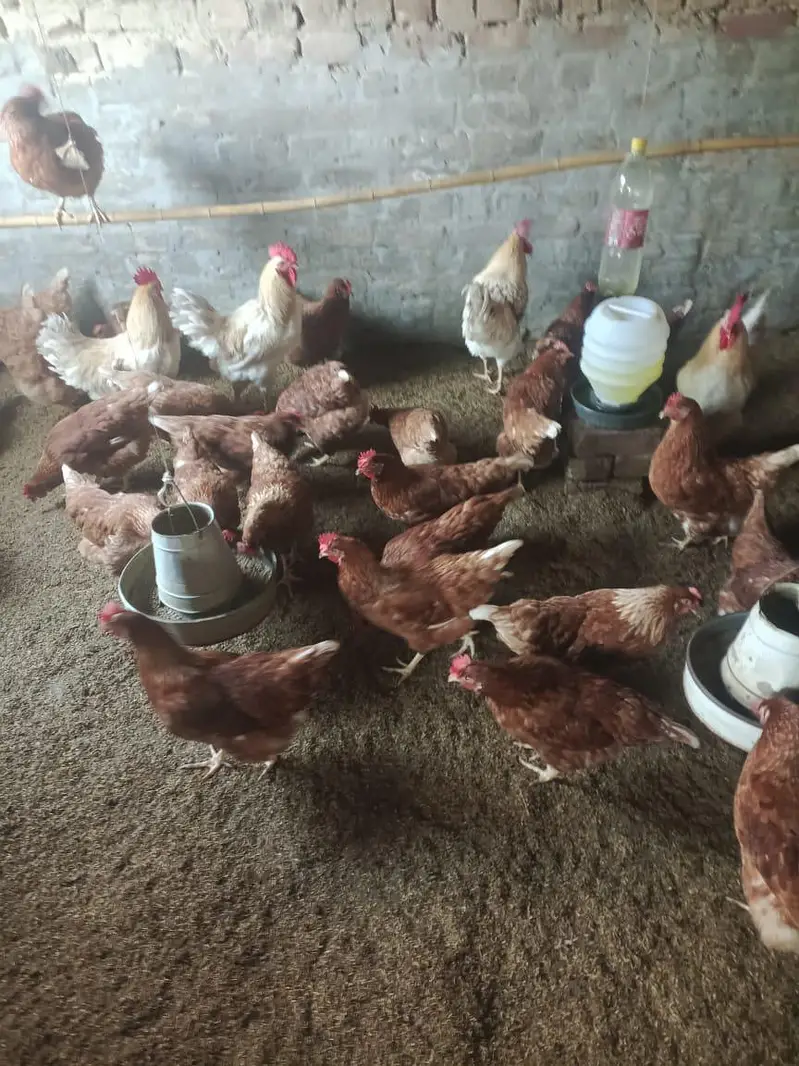 desi Murgi egg laying starter murgi — photo 5