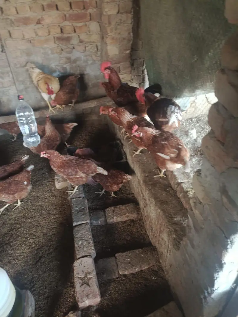 desi Murgi egg laying starter murgi — photo 6