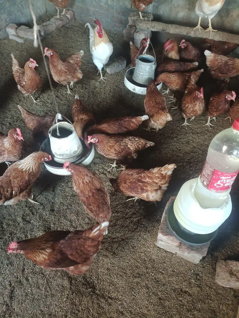 desi Murgi egg laying starter murgi — photo 7