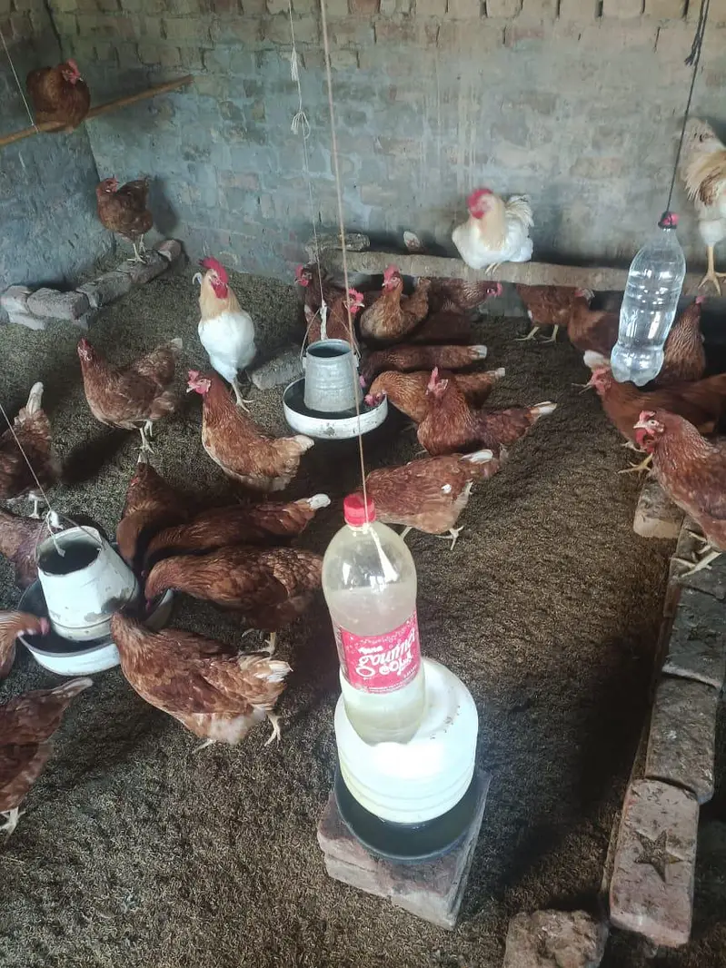 desi Murgi egg laying starter murgi — photo 8
