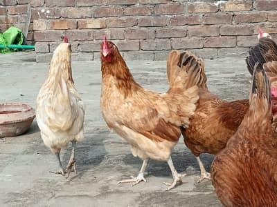 Golden Misri || Desi hens || Golden Misri Anday || Hens For Sale