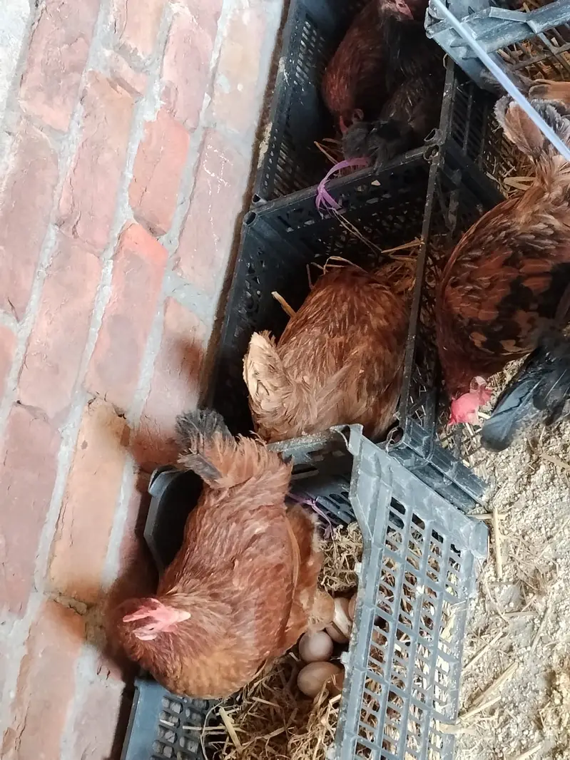 Golden Misri || Desi hens || Golden Misri Anday || Hens For Sale — photo 2
