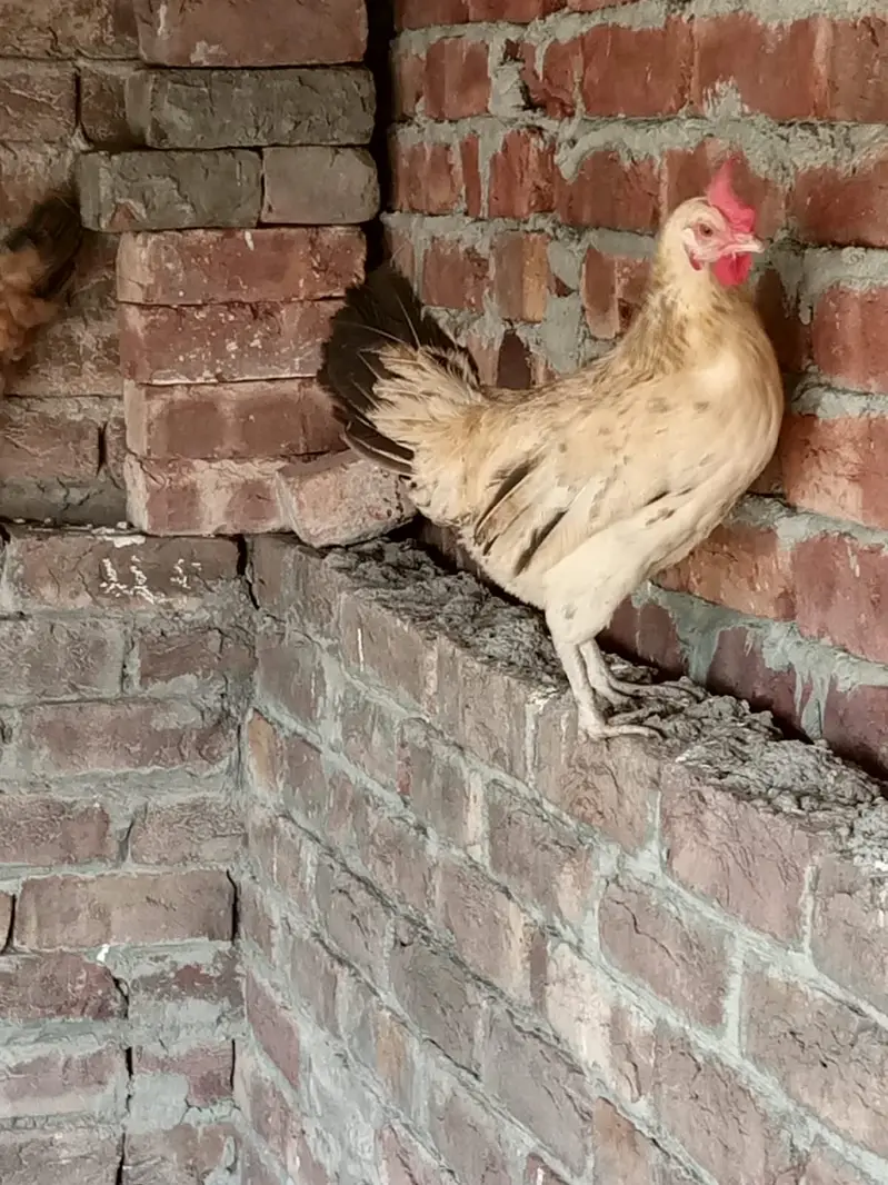 Golden Misri || Desi hens || Golden Misri Anday || Hens For Sale — photo 3