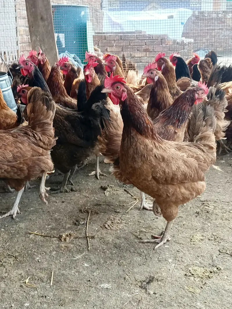 Golden Misri || Desi hens || Golden Misri Anday || Hens For Sale — photo 4
