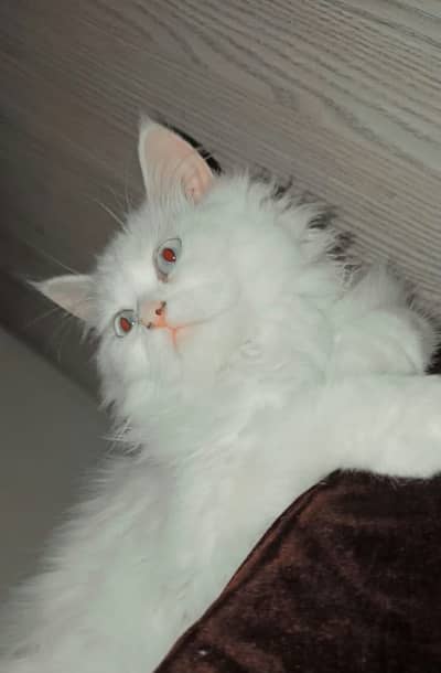 White persian male cat urgent